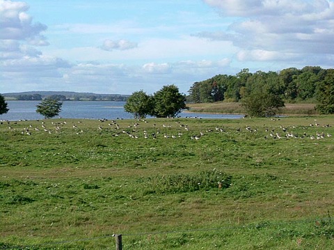 Geese